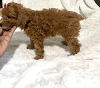Ella’s red poodle female, a female Poodle - Toy  for sale in Atlanta, GA – 3 of 8
