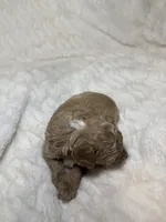 Nova’s Poodle’s cream male , a male Poodle - Toy  for sale in Atlanta, GA – 6 of 9