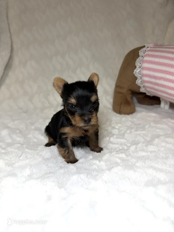 Tiny’s Yorkie litter pup 1 – Yorkshire Terrier puppy for sale in Atlanta, GA