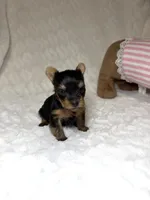 Tiny’s Yorkie litter pup 1, a male Yorkshire Terrier for sale in Atlanta, GA – 1 of 4