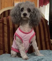 Holly, a female Poodle - Toy  for sale in Atlanta, GA – 2 of 3