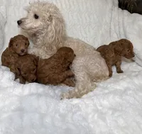 Stella, a female Poodle - Toy  for sale in Atlanta, GA – 3 of 3