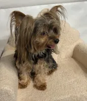 Hannah , a female Yorkshire Terrier for sale in Atlanta, GA – Photo 2 of 3