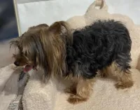 Hannah , a female Yorkshire Terrier for sale in Atlanta, GA – Photo 3 of 3