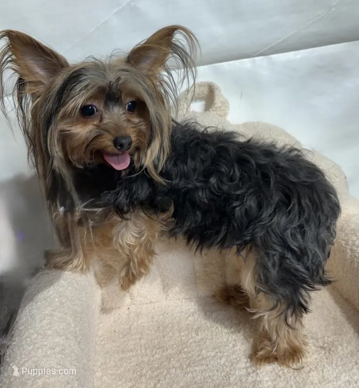 Hannah  – Yorkshire Terrier puppy for sale in Atlanta, GA