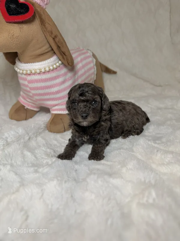 Poodle merle female  – Poodle - Toy  puppy for sale in Atlanta, GA