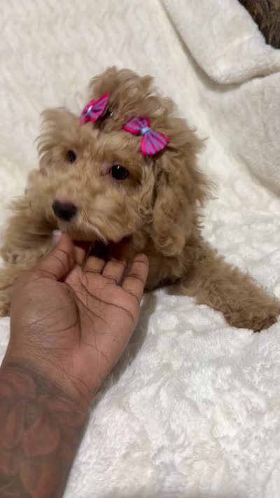 Chloe, a female Poodle - Toy  for sale in Atlanta, GA – 2 of 5