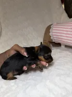 Tiny’s Yorkie litter pup 2, a male Yorkshire Terrier for sale in Atlanta, GA – 3 of 3
