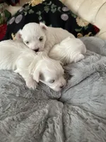 Maltese, a female Maltese for sale in Atlanta, GA – Photo 4 of 7