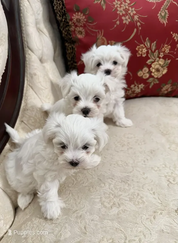 Maltese, a female Maltese for sale in Atlanta, GA – Photo 1 of 7