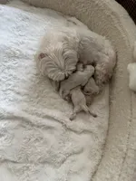 Maltese, a female Maltese for sale in Atlanta, GA – Photo 7 of 7