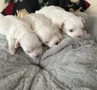 Maltese, a female Maltese for sale in Atlanta, GA – Photo 5 of 7