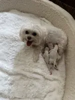 Maltese, a female Maltese for sale in Atlanta, GA – Photo 6 of 7