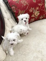 Maltese, a female Maltese for sale in Atlanta, GA – Photo 2 of 7