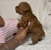Ella’s poodle female 1 , a female Poodle - Toy  for sale in Atlanta, GA – 3 of 5