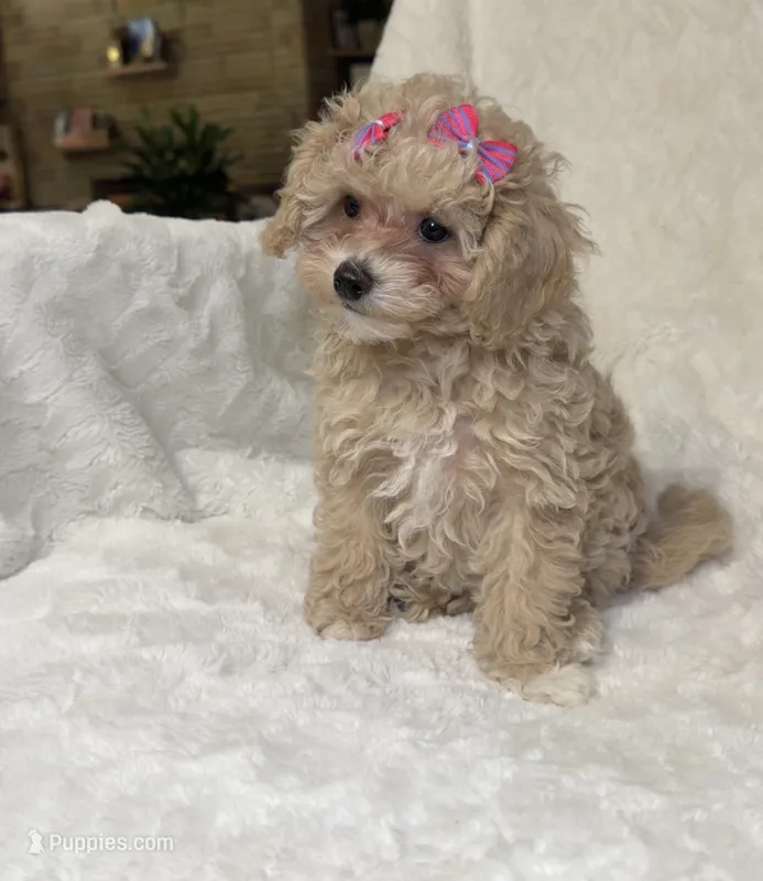 Maltipoo female – Maltipoo, Poodle - Toy  puppy for sale in Atlanta, GA