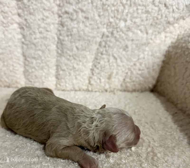 Poodle cream female – Poodle - Toy  puppy for sale in Atlanta, GA
