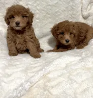 Ella’s red poodle female 2, a female Poodle - Toy  for sale in Atlanta, GA – 2 of 8