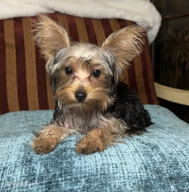 Spider  – Yorkshire Terrier puppy for sale in Atlanta, GA
