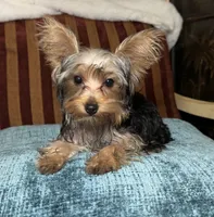 Spider , a male Yorkshire Terrier for sale in Atlanta, GA – 1 of 4