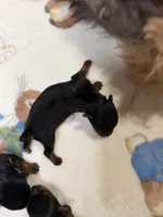 Yorkie female , a female Yorkshire Terrier for sale in Atlanta, GA – Photo 1 of 3