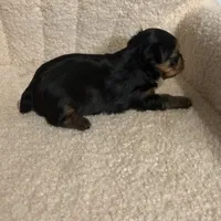 Yorkie female , a female Yorkshire Terrier for sale in Atlanta, GA – Photo 2 of 5