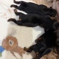 Yorkie female , a female Yorkshire Terrier for sale in Atlanta, GA – Photo 5 of 5