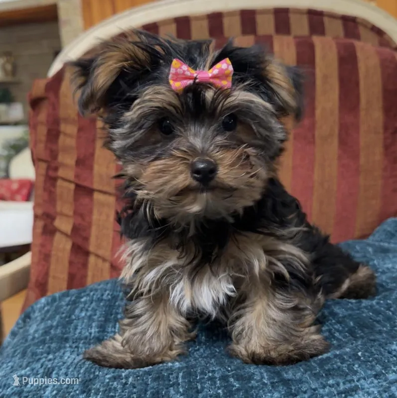 Yorkie female  – Yorkshire Terrier puppy for sale in Atlanta, GA