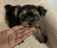 Yorkie female , a female Yorkshire Terrier for sale in Atlanta, GA – Photo 2 of 6