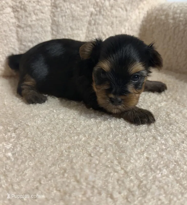 Yorkie female 