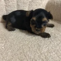 Yorkie female , a female Yorkshire Terrier for sale in Atlanta, GA – Photo 1 of 5