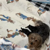 Yorkie female , a female Yorkshire Terrier for sale in Atlanta, GA – Photo 4 of 5