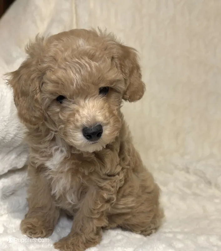 Nova’s Poodle’s cream male  – Poodle - Toy  puppy for sale in Atlanta, GA
