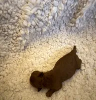 Maltipoo females, a female Maltipoo for sale in Atlanta, GA – Photo 3 of 3