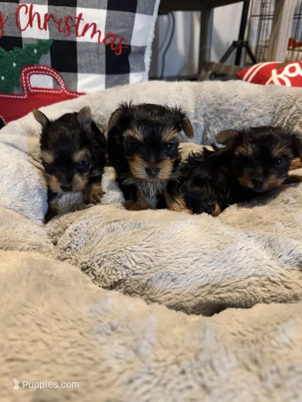 Lena’s Male Yorkie, a female Yorkshire Terrier for sale in Atlanta, GA – Photo 1 of 4