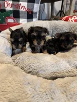 Lena’s Male Yorkie, a female Yorkshire Terrier for sale in Atlanta, GA – Photo 1 of 4