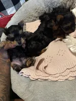 Lena’s Male Yorkie, a female Yorkshire Terrier for sale in Atlanta, GA – Photo 2 of 4
