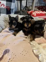 Lena’s Male Yorkie, a female Yorkshire Terrier for sale in Atlanta, GA – Photo 4 of 4