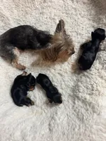 Lena’s Male Yorkie, a female Yorkshire Terrier for sale in Atlanta, GA – Photo 3 of 4