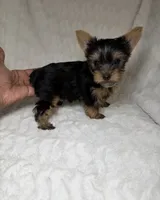 Tiny’s Yorkie Male, a male Yorkshire Terrier for sale in Atlanta, GA – 3 of 8
