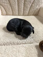 Cavapoo male 2 all black & white , a male Cavapoo for sale in Atlanta, GA – 1 of 2
