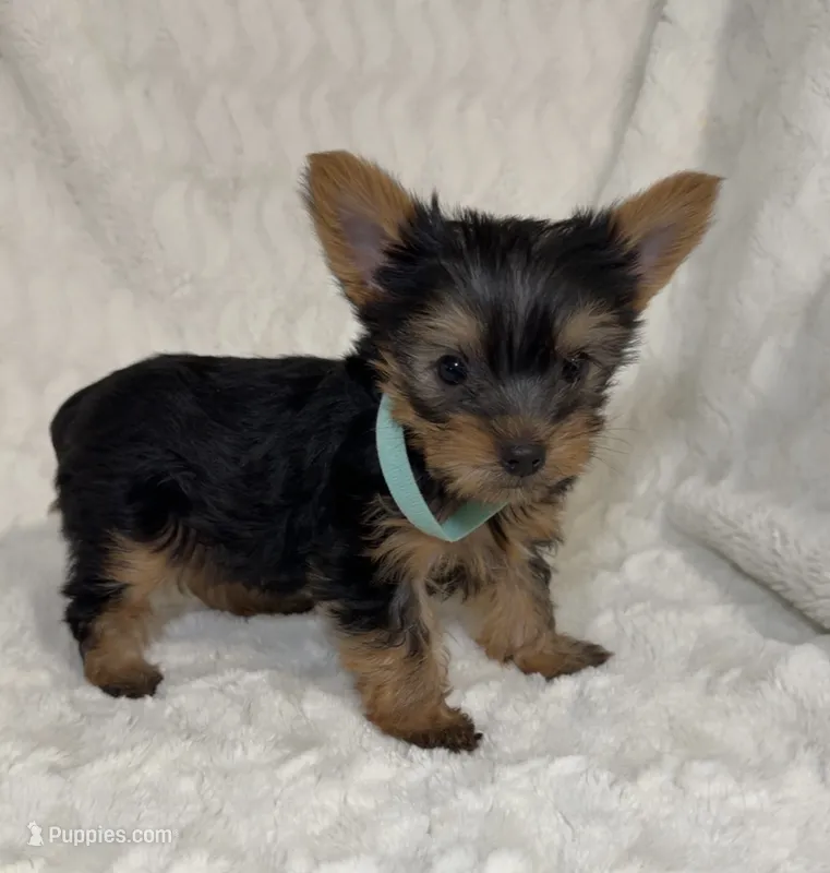 Tiny’s Yorkie Male – Yorkshire Terrier puppy for sale in Atlanta, GA