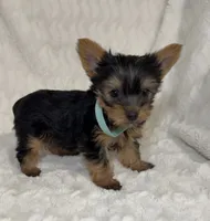 Tiny’s Yorkie Male, a male Yorkshire Terrier for sale in Atlanta, GA – 1 of 8