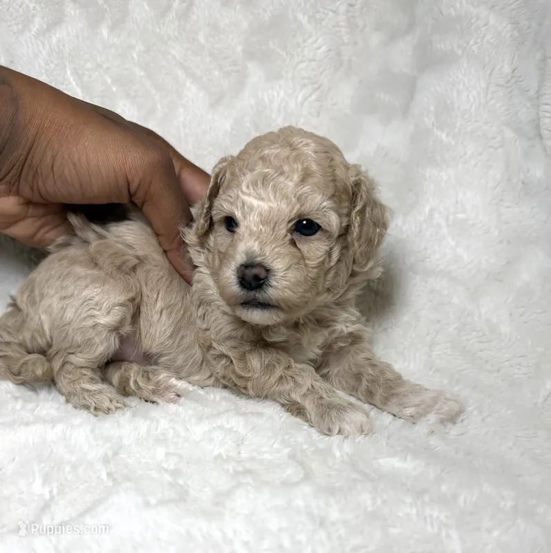 Maltipoo female 1  – Maltipoo, Poodle - Toy  puppy for sale in Atlanta, GA