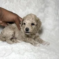 Maltipoo female 1 , a female Maltipoo and Poodle - Toy  for sale in Atlanta, GA – 1 of 3