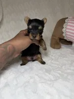 Tiny’s Yorkie litter pup 1, a male Yorkshire Terrier for sale in Atlanta, GA – 4 of 4