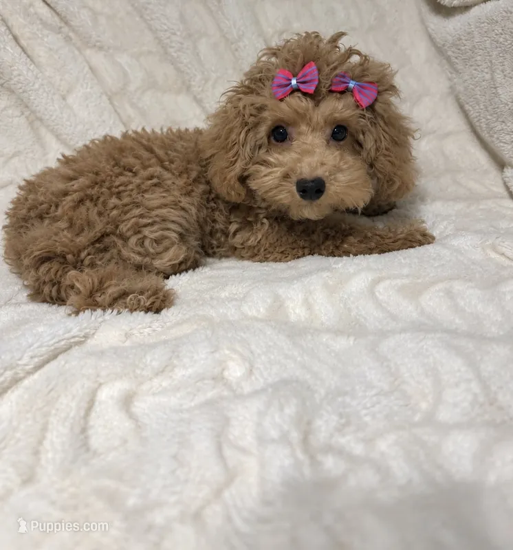 Chloe – Poodle - Toy  puppy for sale in Atlanta, GA