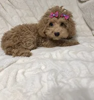 Chloe, a female Poodle - Toy  for sale in Atlanta, GA – 1 of 5