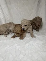 Maltipoo female 1 , a female Maltipoo and Poodle - Toy  for sale in Atlanta, GA – 3 of 3