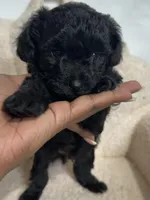Cavapoo male 2 , a male Cavapoo for sale in Atlanta, GA – 3 of 6